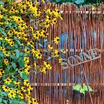 Menschen Meehr Und Wilder Wein Hohenkirchen (Wangerland)